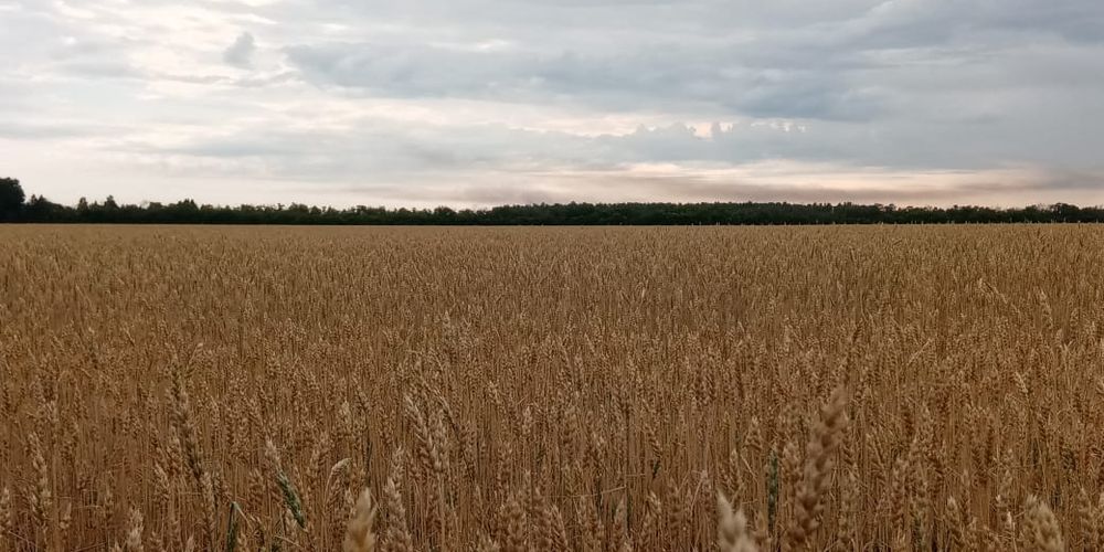 Омичи продолжают убирать урожай, несмотря на неустойчивую погоду