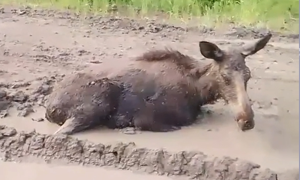 В Тарском районе охотинспектор снял на видео измученную лосиху