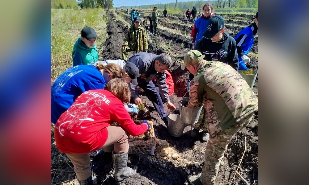 Жители Омской области высадили тысячи деревьев в память о героях войны
