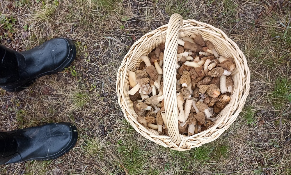Омские грибники вёдрами собирают сморчковые шапочки 