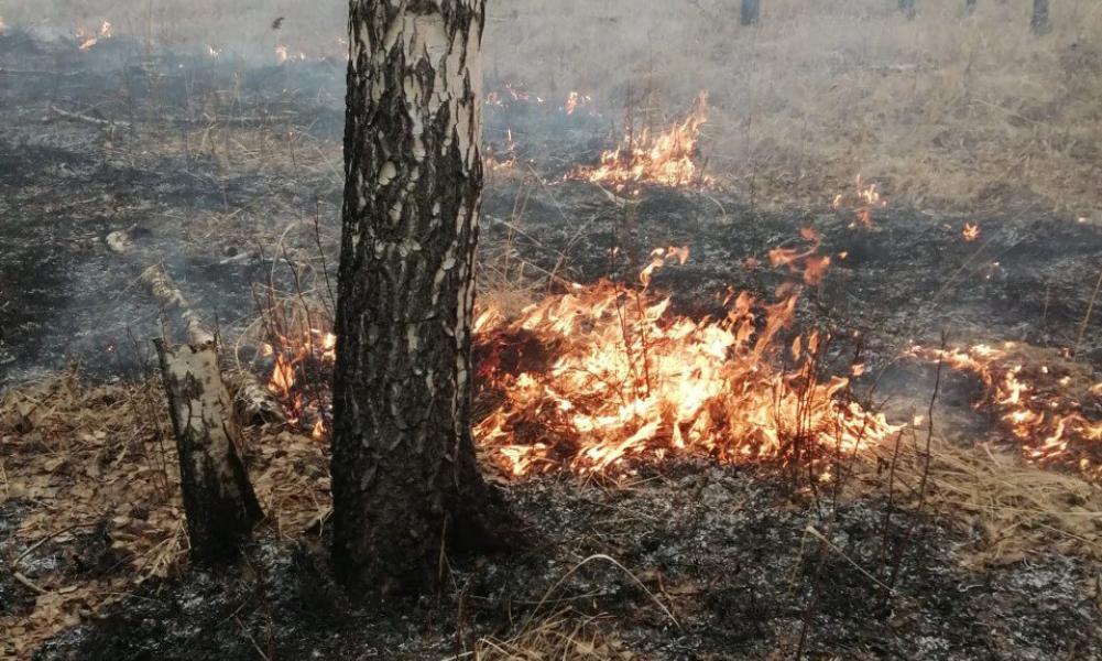 В выходные в омских лесах произошли два пожара 